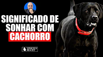 cachorro preto significado espiritual