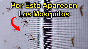 mosquito significado espiritual