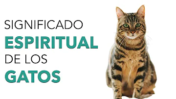 gato significado espiritual