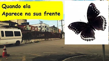 borboleta preta significado espiritual