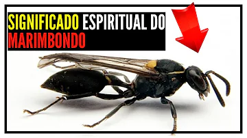 marimbondo significado espiritual