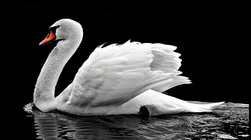 cisne significado espiritual