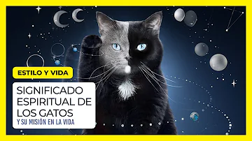 atropellar un gato significado espiritual