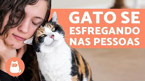 quando um gato se esfregando significado espiritual