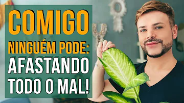 planta comigo ninguém pode significado espiritual