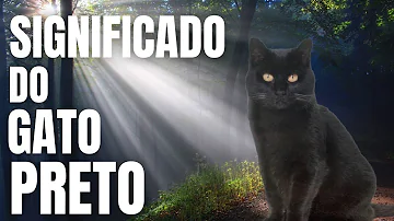 gato preto significado espiritual