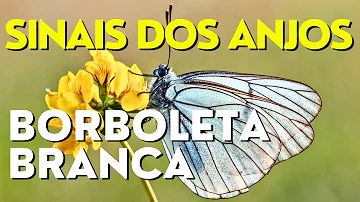 ver borboleta branca significado espiritual