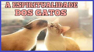 morte de gato significado espiritual