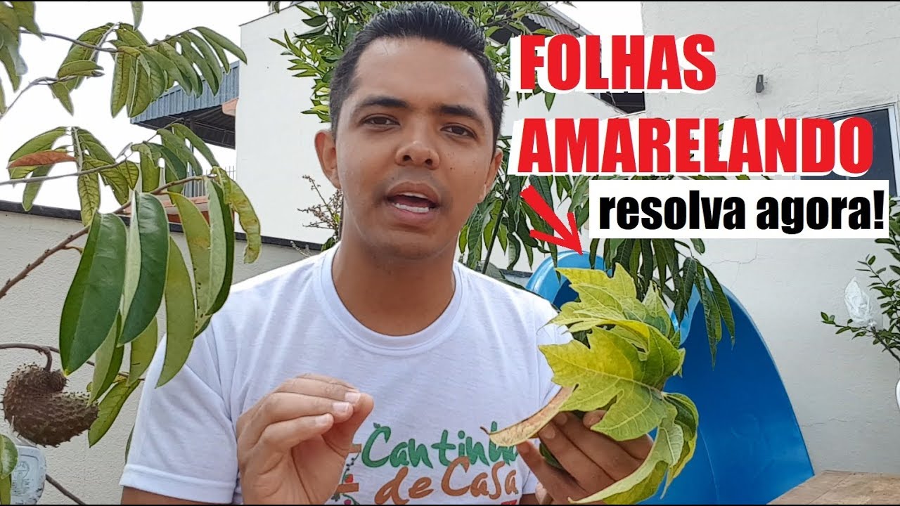 O que Significa Folhinha Verde [ 2023 Resolvido ]