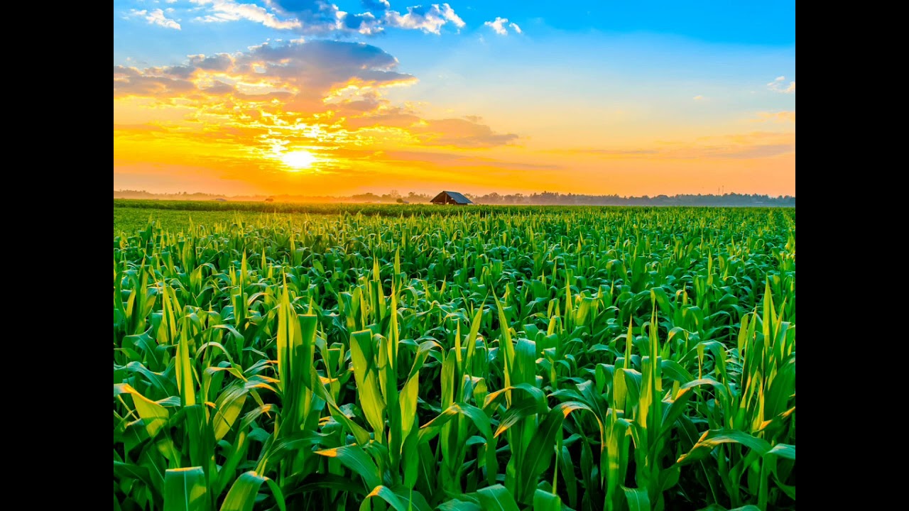 O que Significa Sonhar Com Milho Verde [ 2023 Resolvido ]